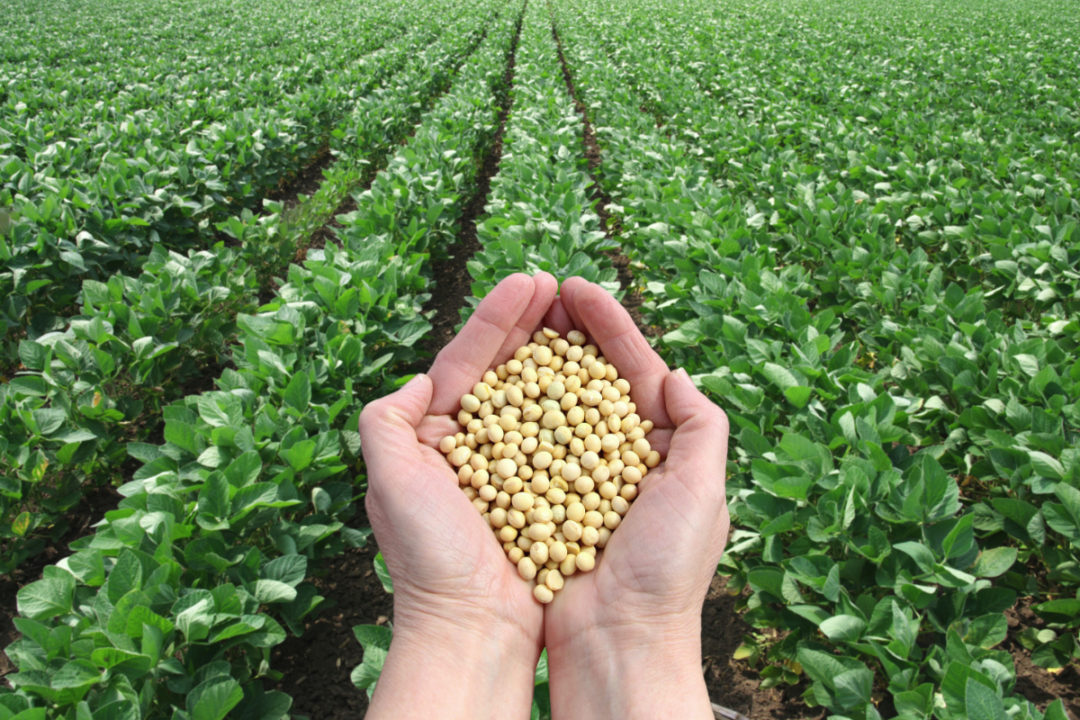 [SOYBEAN] Top 10 Factors Influencing On Soybean Prices