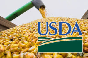 USDA 09/2022: THỊ TRƯỜNG NÔNG SẢN TOÀN CẦU