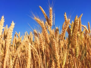 [WHEAT] Wheat At Two-Week Low As Black Sea Competition Weighs
