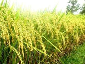 [RICE] Global Rice Supply And Demand Forecast In 2022/23: Output Increases In India While Decreases In China