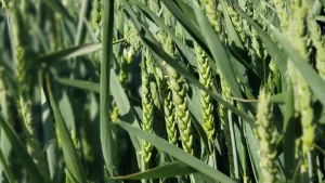 [LÚA MÌ] Giá Lúa Mì: Nếu Mọi Thứ Trở Lại Bình Thường