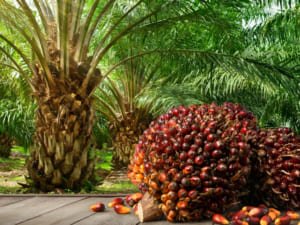 [PALM OIL] Palm Slips To Two-Week Low On Higher Output Expectations