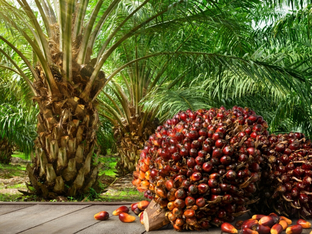 [PALM OIL] Palm Oil Tracks Dalian Oils Lower, But Strong Exports Support