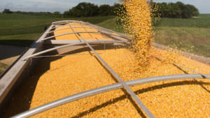 [CORN] Rising Corn Export Volumes Not Enough To Feed Bulls
