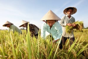 Giá Gạo Việt Rời Xa Đỉnh, Hàng Thái Lan Tái Chiếm Ngôi Đầu Thế Giới