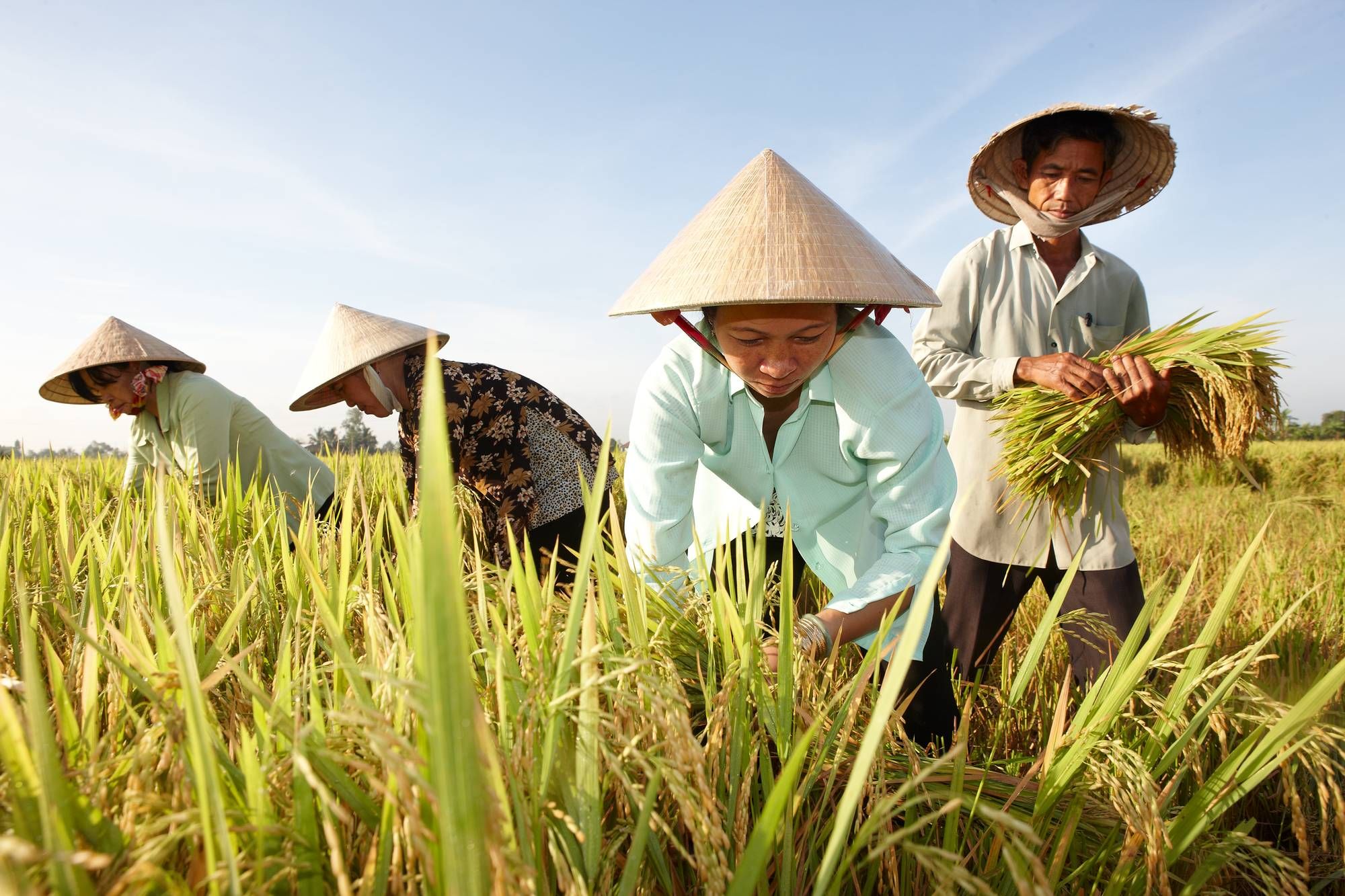 Giá Gạo Việt Rời Xa Đỉnh, Hàng Thái Lan Tái Chiếm Ngôi Đầu Thế Giới